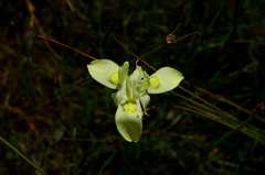 Moraea neglecta
