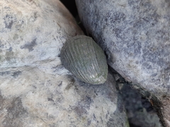 Nerita planospira