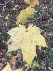 Acer platanoides