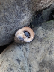 Nerita planospira