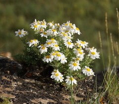 Chrysanthemum sinuatum