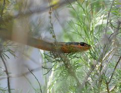 Masticophis lateralis euryxanthus