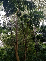 Pometia pinnata