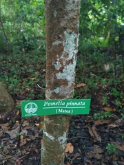 Pometia pinnata