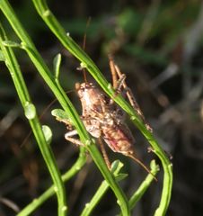 Antaxius spinibrachius
