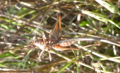 Antaxius spinibrachius