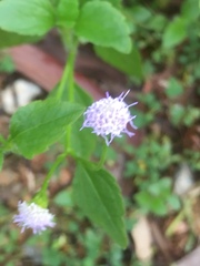 Praxelis clematidea
