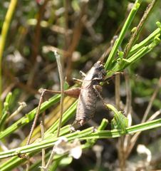 Antaxius spinibrachius