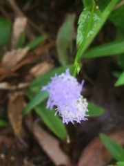 Praxelis clematidea