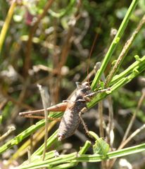 Antaxius spinibrachius