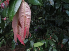 Syzygium wilsonii cryptophlebium