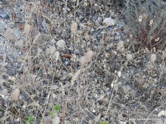 Trifolium angustifolium
