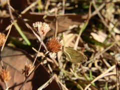 Eurema elathea flavescens