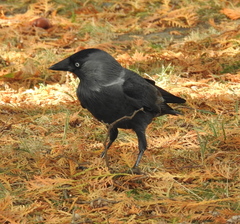 Corvus monedula
