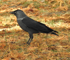 Corvus monedula
