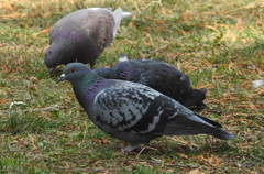 Columba livia domestica