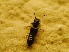 Anotylus rugosus