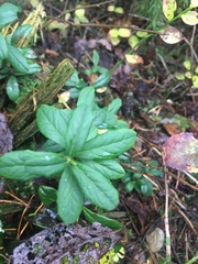 Vaccinium vitis-idaea