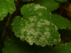Neoerysiphe galeopsidis