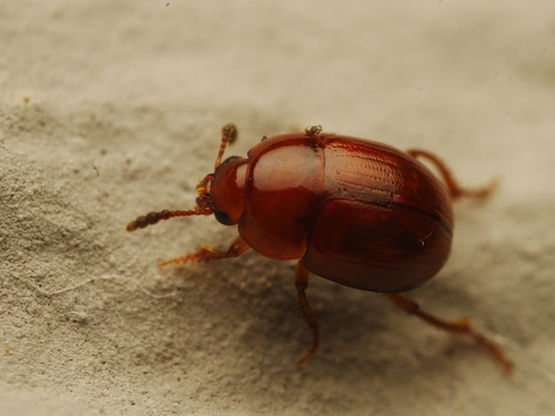 Leiodes rugosa