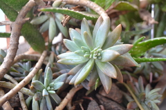 × Graptosedum