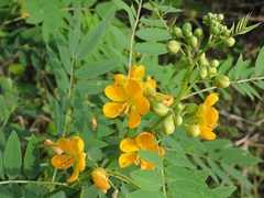 Senna sophera