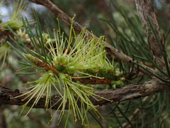 Melaleuca linearis acerosa