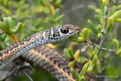 Psammophis leightoni