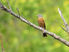 Emberiza goslingi