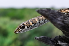 Psammophis leightoni