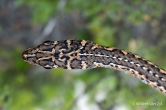 Psammophis leightoni