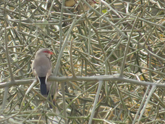 Estrilda troglodytes