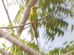 Merops viridissimus
