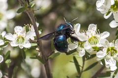 Xylocopa bombylans