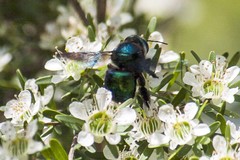 Xylocopa bombylans