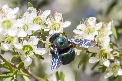 Xylocopa bombylans