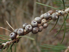 Melaleuca linearis acerosa