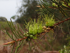 Melaleuca linearis acerosa