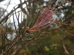 Melaleuca linearis acerosa