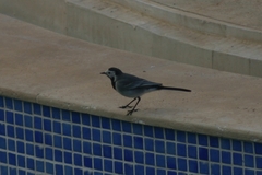 Motacilla alba