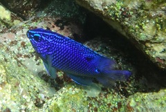 Stegastes rectifraenum