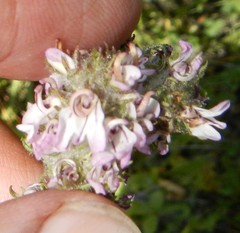 Pedicularis attollens