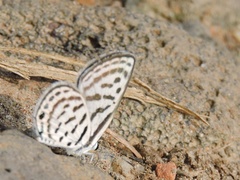 Tarucus balkanica