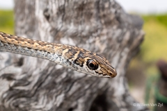 Psammophis leightoni