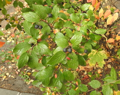 Cotoneaster lucidus