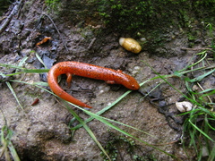 Pseudotriton ruber ruber