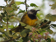 Hypergerus atriceps