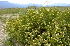 Leucadendron brunioides brunioides