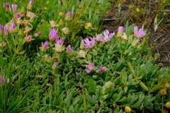 Lampranthus debilis