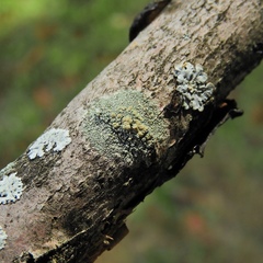 Lecanora symmicta